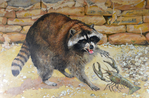 "Hungry Raccoon" acrylic 36" x 24"