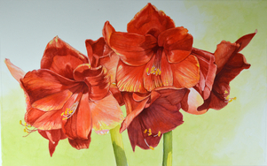 Red Amaryllis watercolor 17.5 x 27.5