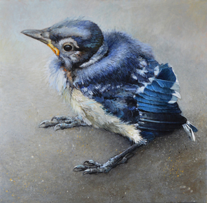 Study of a Baby Jay acrylic 18 x 18